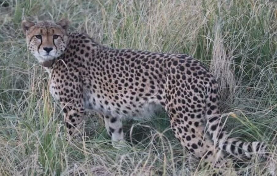 خوف کی علامت تیندوے کو ہلاک کر دیا گیا 1 خوف کی علامت تیندوے کو ہلاک کر دیا گیا