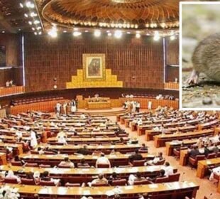 سینٹ اجلاس کے دوران ایوان میں چوہےکی انٹری 9 سینٹ اجلاس کے دوران ایوان میں چوہےکی انٹری