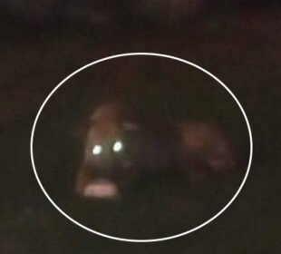 راولپنڈی : شیر کاگھر میں گھس کرحملہ 3 راولپنڈی : شیر کاگھر میں گھس کرحملہ