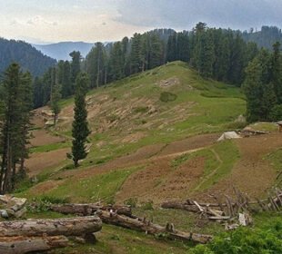 جنگلات کی تباہی : لکڑی اورلینڈمافیا نےمکنیال جنگل کارخ کرلیا 1 جنگلات کی تباہی : لکڑی اورلینڈمافیا نےمکنیال جنگل کارخ کرلیا