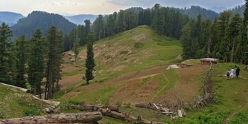 جنگلات کی تباہی : لکڑی اورلینڈمافیا نےمکنیال جنگل کارخ کرلیا