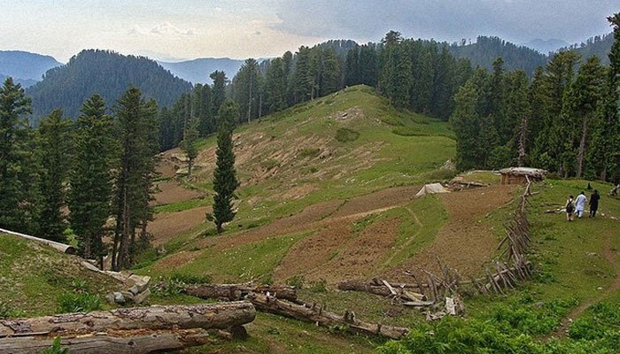 جنگلات کی تباہی : لکڑی اورلینڈمافیا نےمکنیال جنگل کارخ کرلیا