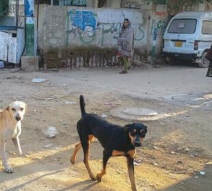 ریبیزکےشکار 6 افرادہلاک ، کل تعداد 14 ہوگئی