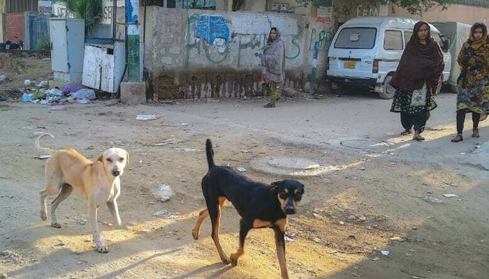 ریبیزکےشکار 6 افرادہلاک ، کل تعداد 14 ہوگئی