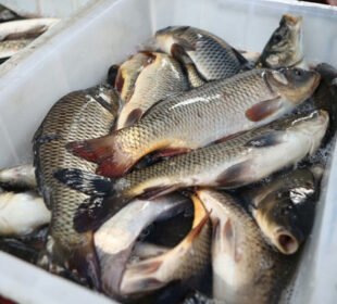 پاکستان کو امریکی مارکیٹ میں مچھلی برآمد کرنے کی منظوری مل گئی