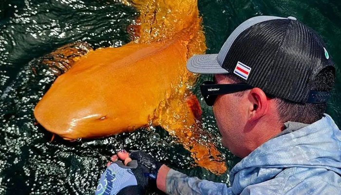 امریکہ : نارنجی رنگ کی نایاب شارک دریافت