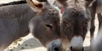 قصور سے بھی گدھے کا گوشت برآمد
