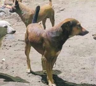 کتوں کے خلاف تحریک التواء جمع