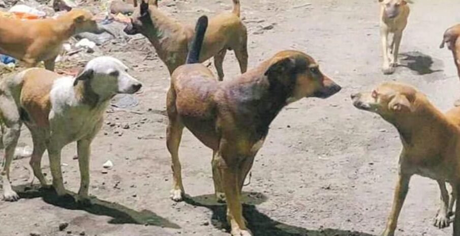 کتوں کے خلاف تحریک التواء جمع