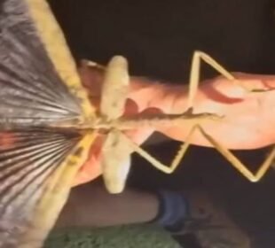 آسٹریلیا میں نئی نسل کا وزنی کیڑا دریافت