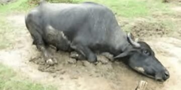 کھیت میں داخل ہونے پر مالک نے بھینس کی ٹانگیں توڑ دیں