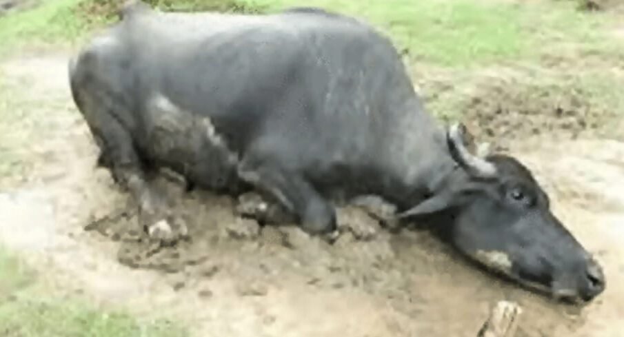 کھیت میں داخل ہونے پر مالک نے بھینس کی ٹانگیں توڑ دیں