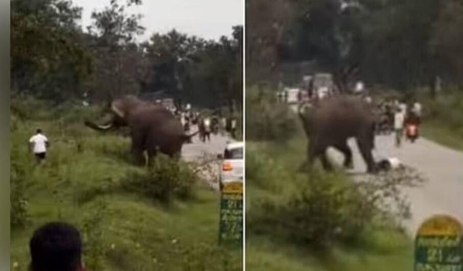 بھارتی سیاح پر ہاتھی کا حملہ