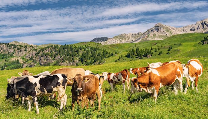 گائیوں کے حملے سے بزرگ ہائیکر ہلاک، اہلیہ زخمی