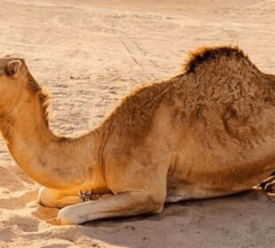 سکھر میں جانور پر مبینہ تشدد، اونٹنی شدیدزخمی، مقدمہ درج 9 سکھر میں جانور پر مبینہ تشدد، اونٹنی شدیدزخمی، مقدمہ درج