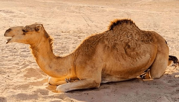 سکھر میں جانور پر مبینہ تشدد، اونٹنی شدیدزخمی، مقدمہ درج