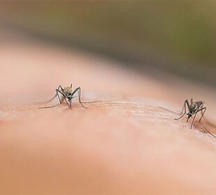 سن اسکرین کا نیا فائدہ: مچھروں کو دور رکھنے میں مددگار