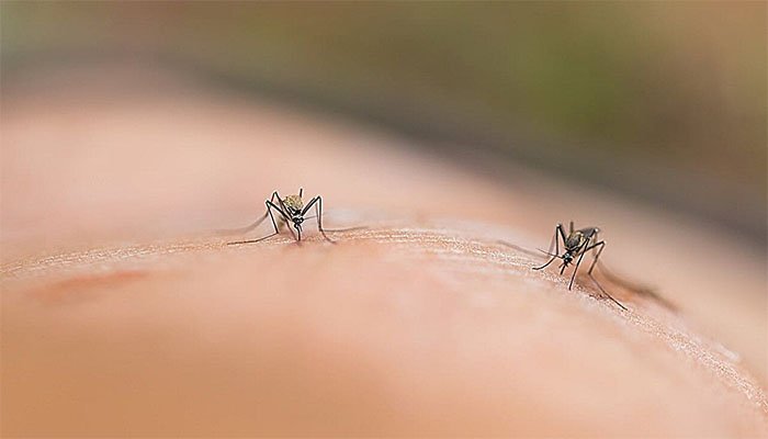 سن اسکرین کا نیا فائدہ: مچھروں کو دور رکھنے میں مددگار