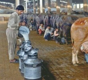 ڈیری فارمرز کا دودھ کی قیمت میں 50 روپے فی لیٹر اضافے کا مطالبہ