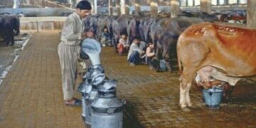 ڈیری فارمرز کا دودھ کی قیمت میں 50 روپے فی لیٹر اضافے کا مطالبہ