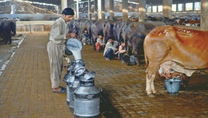 ڈیری فارمرز کا دودھ کی قیمت میں 50 روپے فی لیٹر اضافے کا مطالبہ 1 ڈیری فارمرز کا دودھ کی قیمت میں 50 روپے فی لیٹر اضافے کا مطالبہ