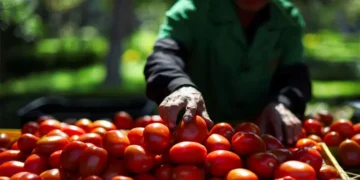 ٹماٹر کی قیمت آسمان پر، شہری پریشان — قلت کی اصل وجوہات کیا ہیں؟ 35 ٹماٹر کی قیمت آسمان پر، شہری پریشان — قلت کی اصل وجوہات کیا ہیں؟