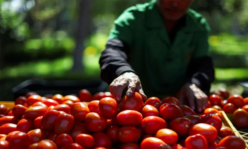 ٹماٹر کی قیمت آسمان پر، شہری پریشان — قلت کی اصل وجوہات کیا ہیں؟