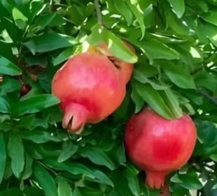 انار کے پتے: قدرتی ہیلتھ بوسٹر جو دل، جلد اور معدے کی بہترین حفاظت کریں