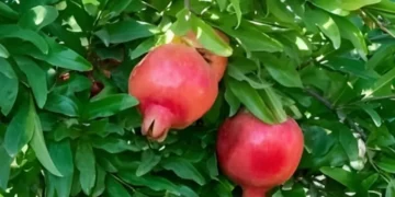 انار کے پتے: قدرتی ہیلتھ بوسٹر جو دل، جلد اور معدے کی بہترین حفاظت کریں