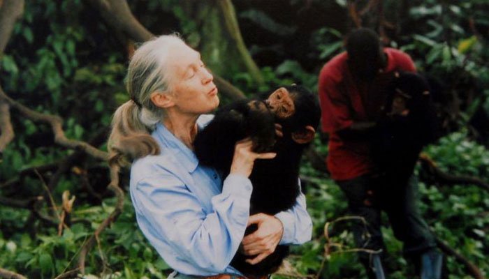 چمپینزیز کی دنیا سے انسانیت کو جوڑنے والی جین گوڈال چل بسیں