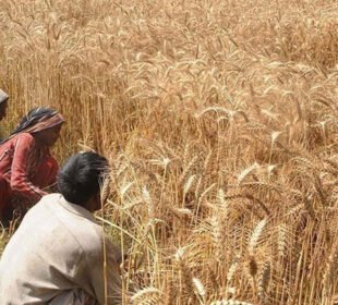 سندھ کا گندم کی امدادی قیمت 4200 روپے فی من مقرر کرنے کا مطالبہ