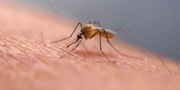 پہلی بار آئس لینڈ میں مچھر دریافت، ماحولیاتی تبدیلی کا ممکنہ اثر