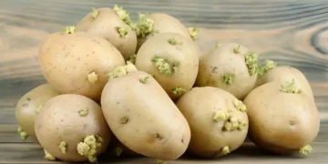 "کیا آپ کے کچن میں چھپا ہے زہر؟ اُگے ہوئے آلوؤں کا چونکا دینے والا راز" 17 "کیا آپ کے کچن میں چھپا ہے زہر؟ اُگے ہوئے آلوؤں کا چونکا دینے والا راز"