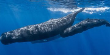 وہیلز کی ’انسان جیسی گفتگو‘—سائنسدانوں کی نئی حیرت انگیز دریافت 40 وہیلز کی ’انسان جیسی گفتگو‘—سائنسدانوں کی نئی حیرت انگیز دریافت