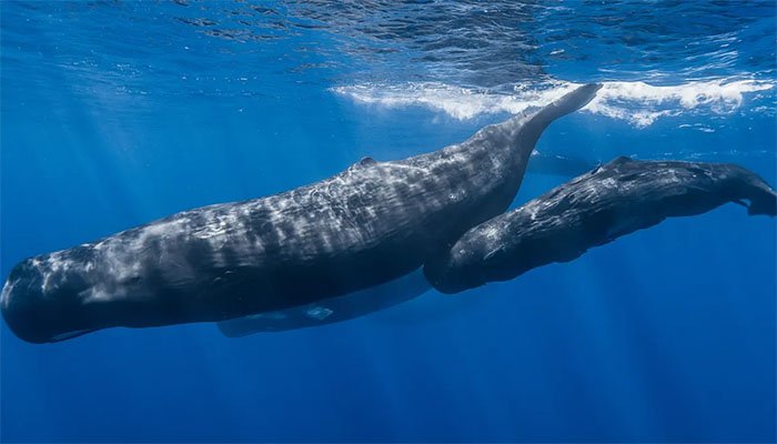 وہیلز کی ’انسان جیسی گفتگو‘—سائنسدانوں کی نئی حیرت انگیز دریافت