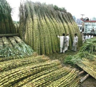 گنے کے کاشتکاروں کا شوگر ملز کے مقررہ نرخ کے خلاف احتجاج 5 گنے کے کاشتکاروں کا شوگر ملز کے مقررہ نرخ کے خلاف احتجاج