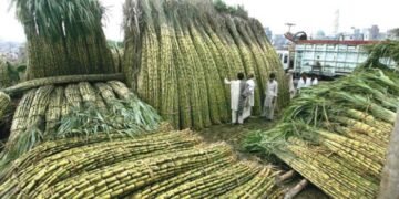 گنے کے کاشتکاروں کا شوگر ملز کے مقررہ نرخ کے خلاف احتجاج 31 گنے کے کاشتکاروں کا شوگر ملز کے مقررہ نرخ کے خلاف احتجاج