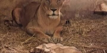 "کراچی چڑیا گھر میں پراسرار خاموشی ٹوٹ گئی… تین نئی دھاڑیں گونج اٹھیں!"