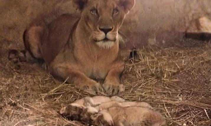 "کراچی چڑیا گھر میں پراسرار خاموشی ٹوٹ گئی… تین نئی دھاڑیں گونج اٹھیں!"