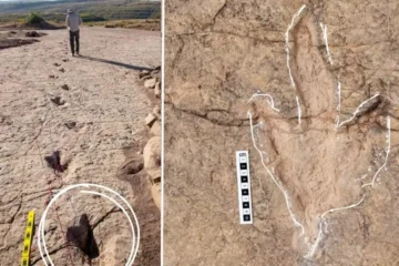 بولیویا کے ٹورو ٹورو نیشنل پارک میں قدیم ڈائنوسار ہائی وے دریافت