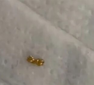 بچے نے ماں کا مہنگا طلائی ہار ٹکڑے ٹکڑے کرکے دوستوں میں بانٹ دیا