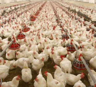 مسابقتی کمیشن کی کارروائی، پولٹری ایسوسی ایشن پر ڈھائی کروڑ روپے جرمانہ عائد