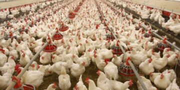 مسابقتی کمیشن کی کارروائی، پولٹری ایسوسی ایشن پر ڈھائی کروڑ روپے جرمانہ عائد 13 مسابقتی کمیشن کی کارروائی، پولٹری ایسوسی ایشن پر ڈھائی کروڑ روپے جرمانہ عائد