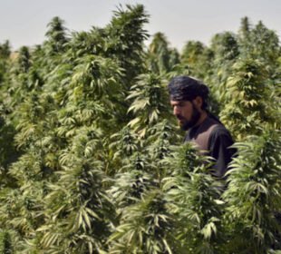 خیبرپختونخوا میں بھنگ کی کاشت کو قانونی دائرے میں لانے پر غور