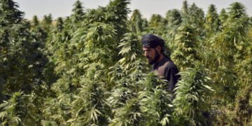 خیبرپختونخوا میں بھنگ کی کاشت کو قانونی دائرے میں لانے پر غور 1 خیبرپختونخوا میں بھنگ کی کاشت کو قانونی دائرے میں لانے پر غور