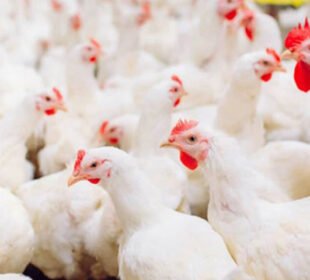 کراچی میں مرغی کا گوشت آسمان کو چھونے لگا