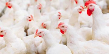 کراچی میں مرغی کا گوشت آسمان کو چھونے لگا 39 کراچی میں مرغی کا گوشت آسمان کو چھونے لگا