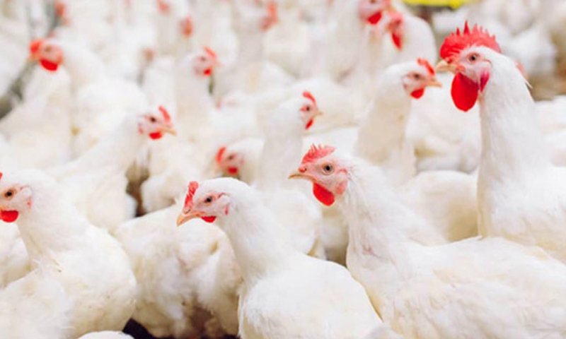 کراچی میں مرغی کا گوشت آسمان کو چھونے لگا