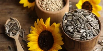 سورج مکھی کے بیج: صحت کے لیے ایک قدرتی خزانہ
