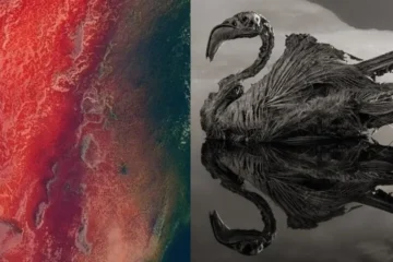 وہ جھیل جو جانداروں کو پتھر بنا دیتی ہے ، تنزانیہ کی خوفناک جھیل ناٹرون